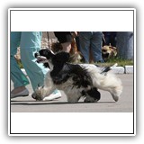 Star Inlay Celebrity Antaleks (Bella), 10 monts